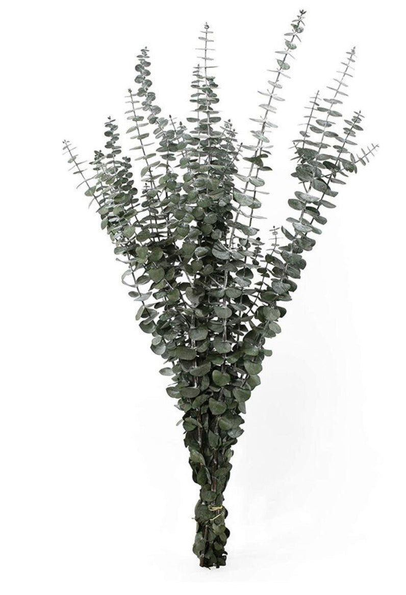 Dried Eucalyptus