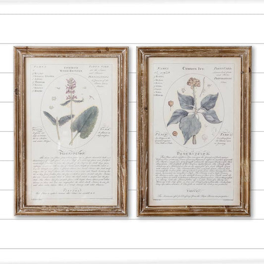 Framed Prints - Ivy and Wood Betony